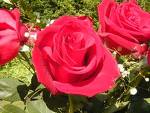 rose