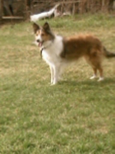 my dog ruby
