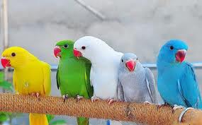 Birds