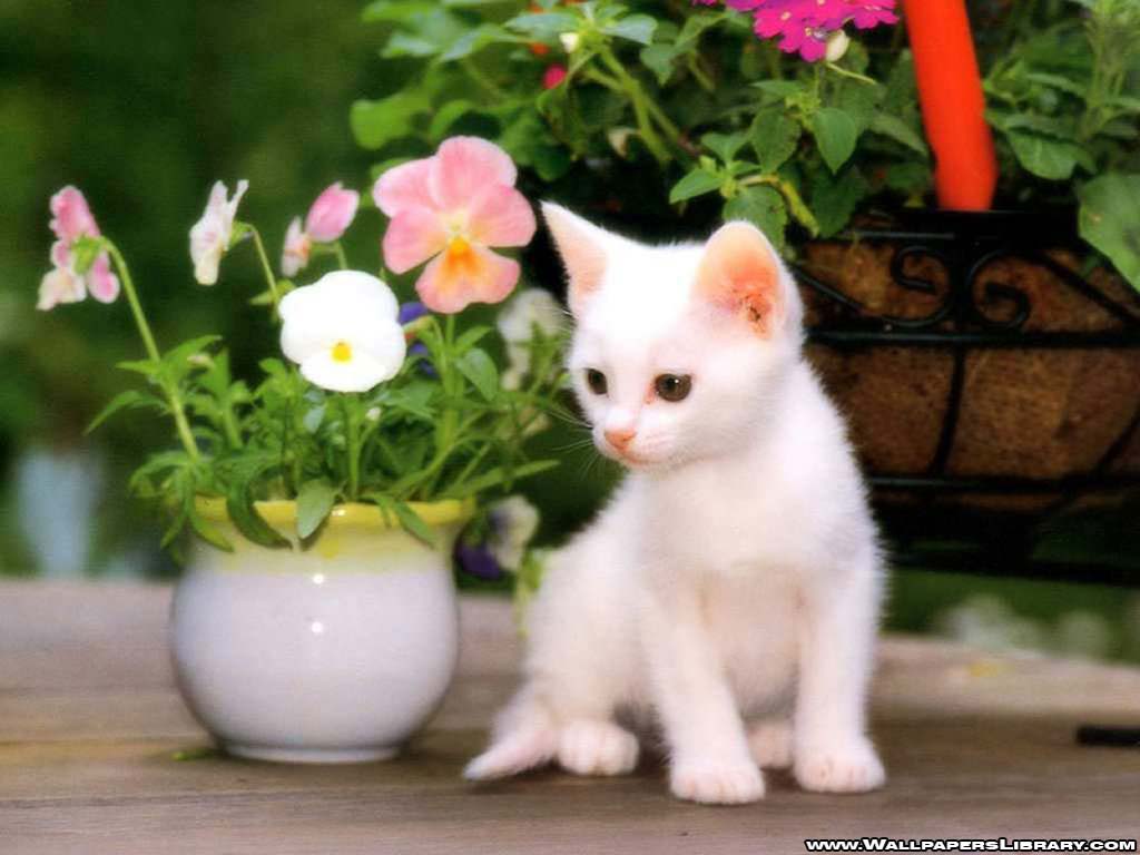 cat pictures, wallpapers and photos