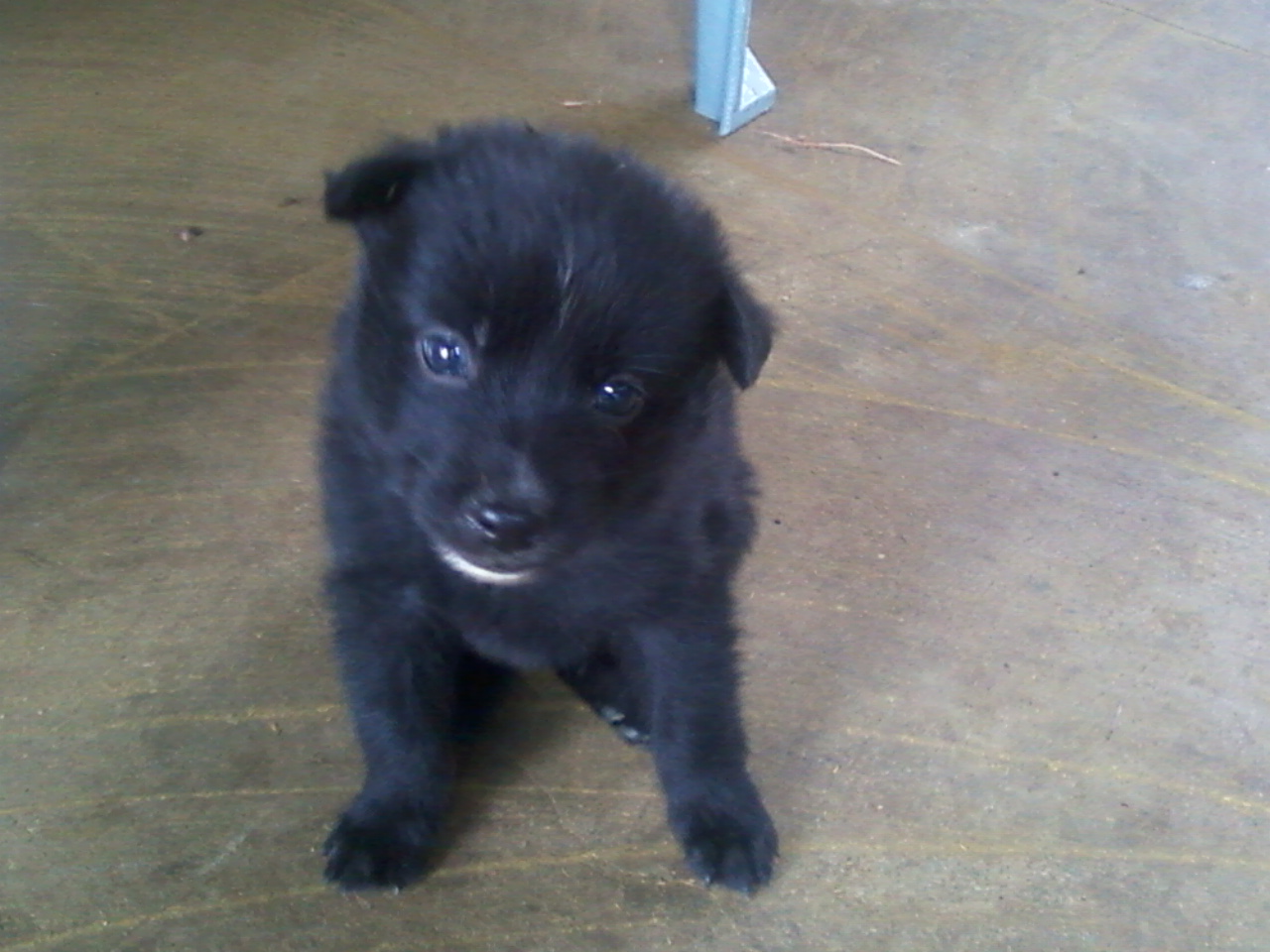 our pet