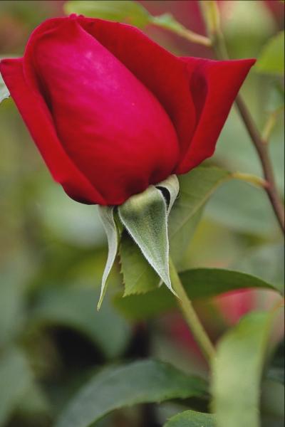 Its For You