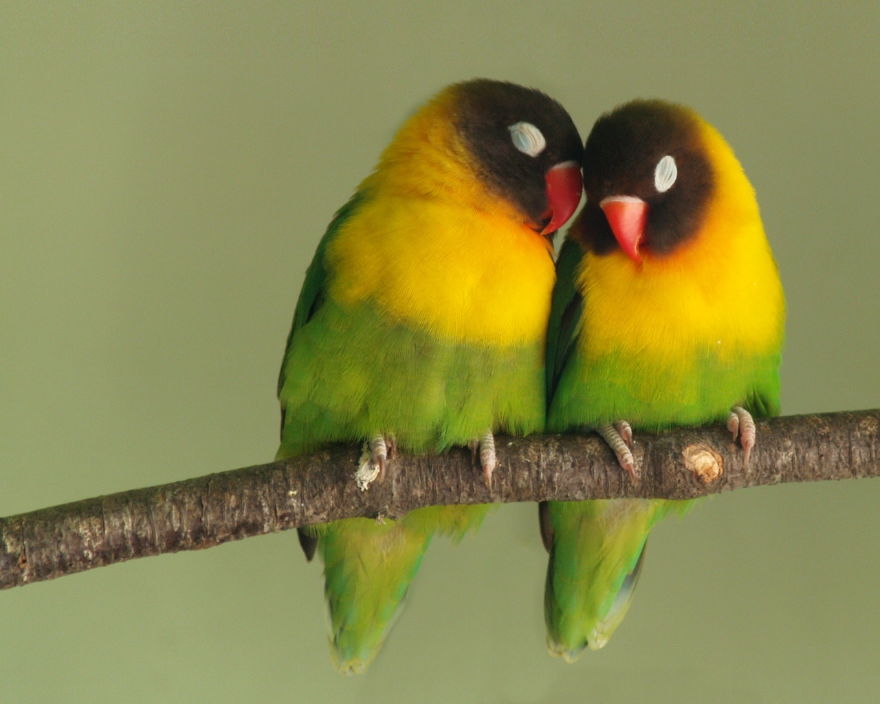 Love Bird