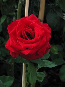 red rose is my frist choes