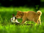 i love dogs