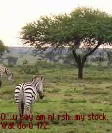 MASAI MOJA