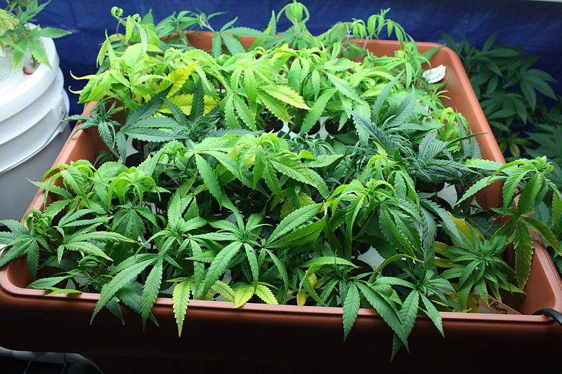 MMJ
http://classifiednnn4mation.weebly.com