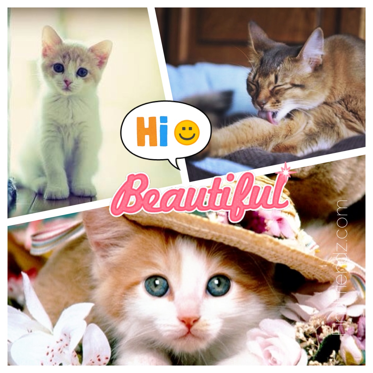 cat pictures, wallpapers and photos