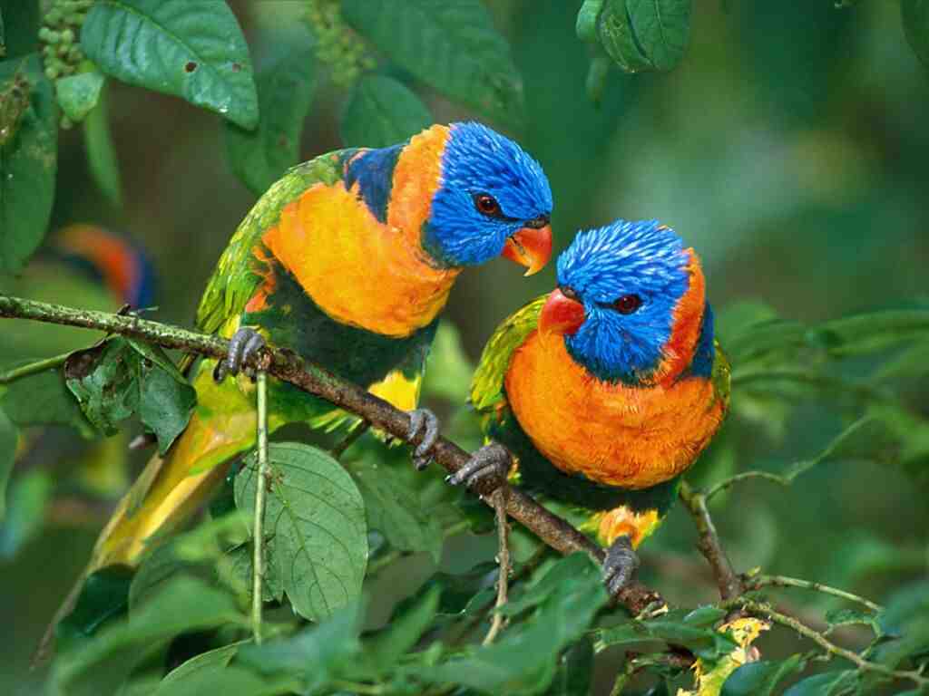 Love Bird