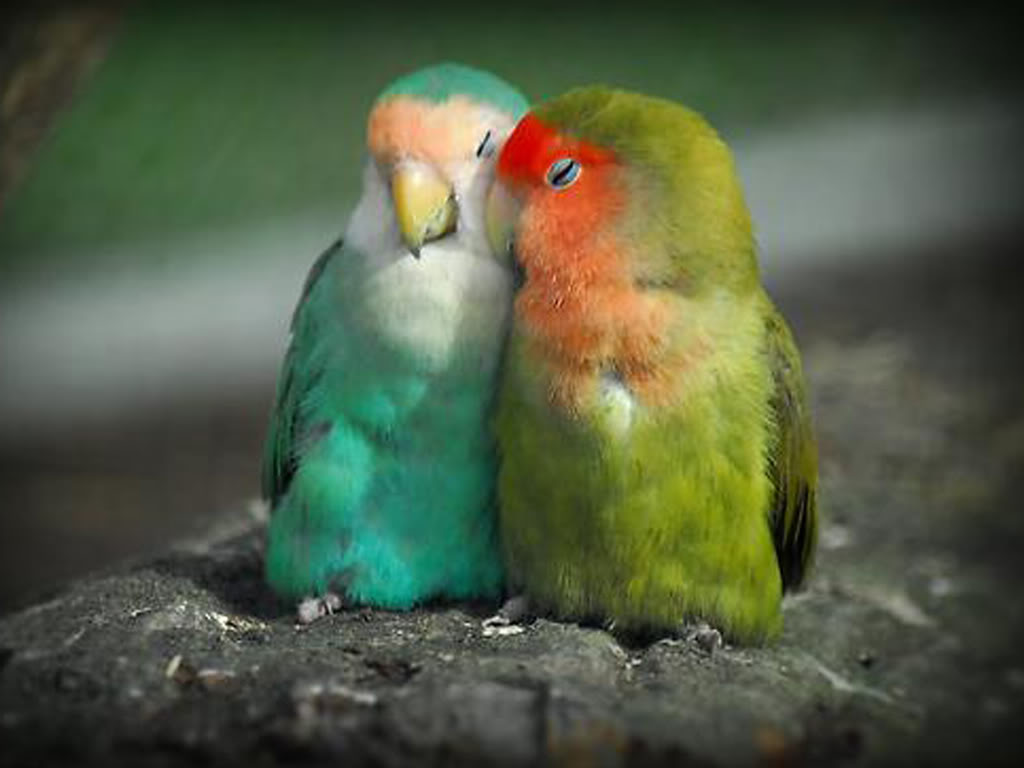 Love Bird