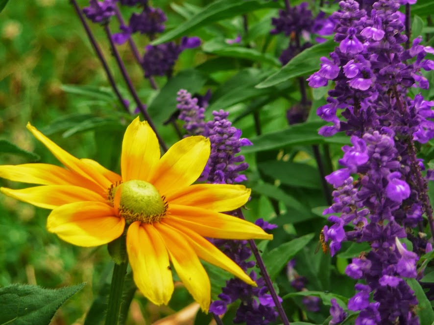 I like flowers