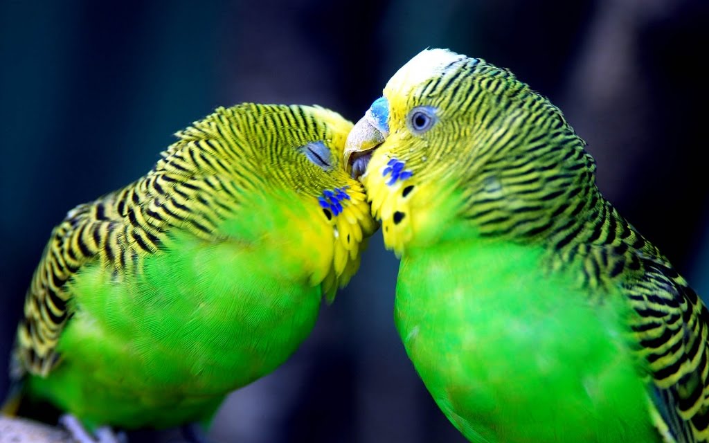 Love Bird