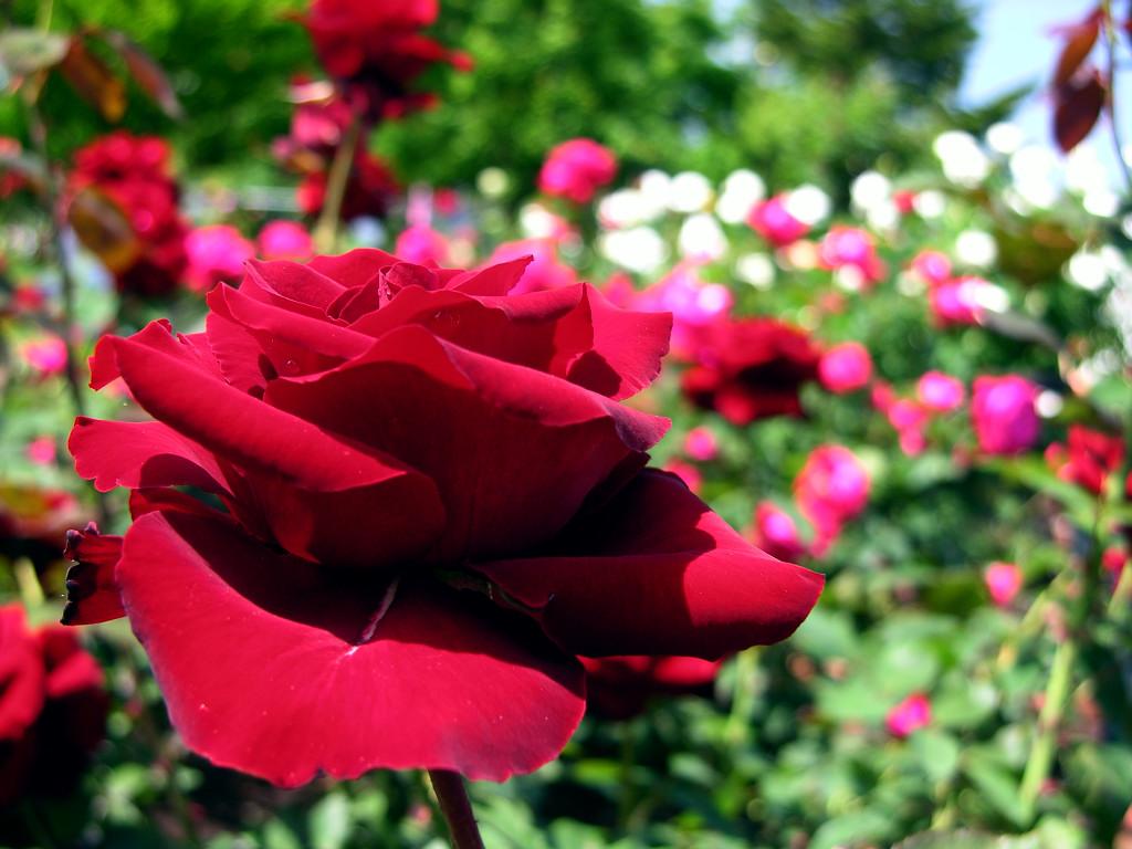 rose for lovely