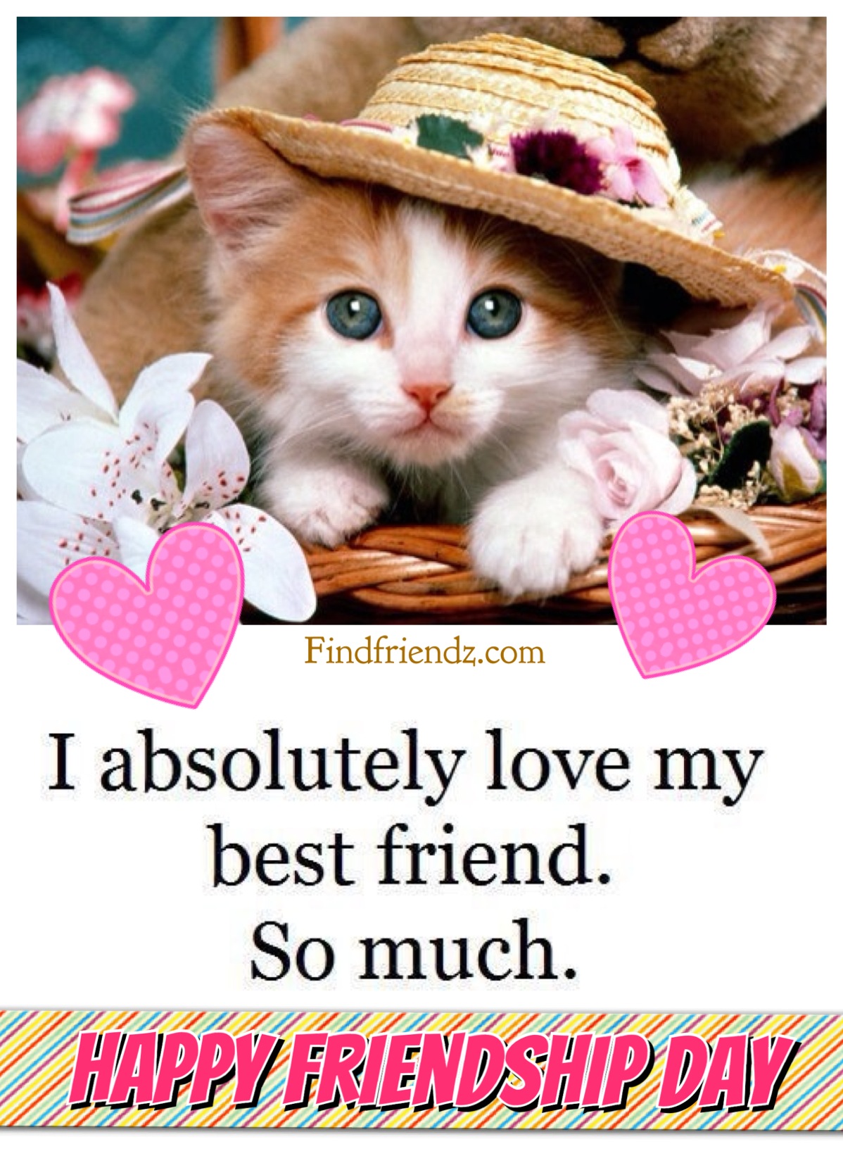 cat pictures, wallpapers and photos