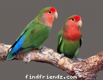 Love Bird