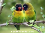 Love Bird