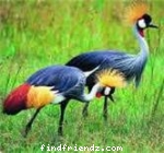 Most respected bird 