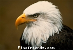 my eagle