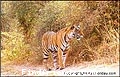 RANTHAMBORE NATIONAL