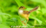 Love Bird