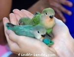 Love Bird