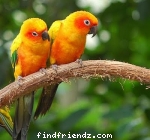 Love Bird