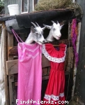 funny