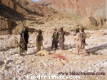 free dam baloch