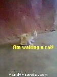 I will wait till the