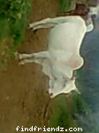 Give me milk now...