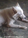 my gog