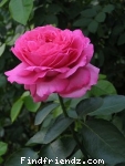 i love rose