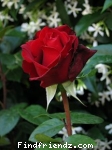 rose for love