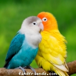 Love Bird