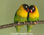 Love Bird