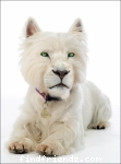 funny lion