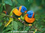 Love Bird