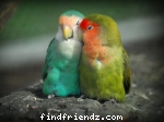 Love Bird