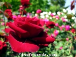 rose for lovely