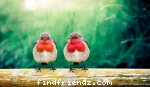 Love Bird